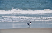 Load image into Gallery viewer, BEACH BIRD
