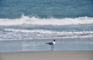 BEACH BIRD